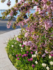 cherry blossom background