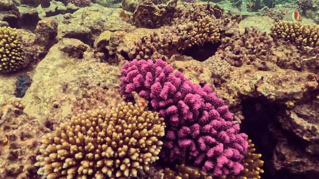 Coral reef exploration shows colorful corals and fish near the ocean floor in warm waters during daytime