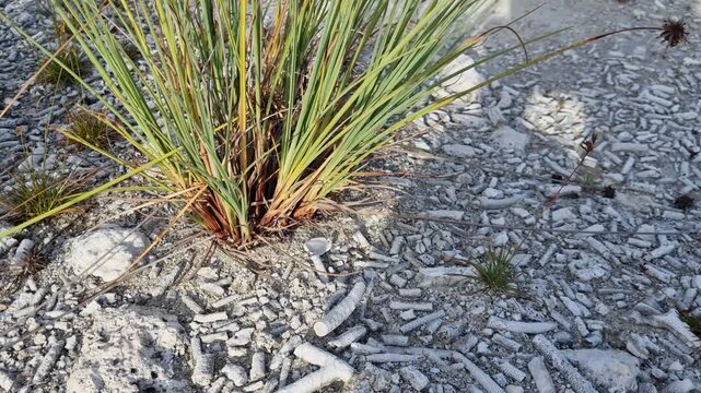 Close-up of spiny rush (Juncus acutus) growing among white coral fragments on a Maldives beach, highlighting salt-tolerant coastal plants, marine debris, and the impact of coral bleaching
