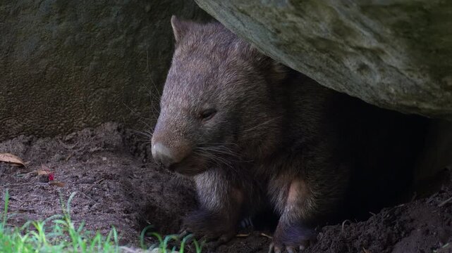 A territorial wombat hiding in its burrow, defending its home by screeching to warn off rivals, close up shot.