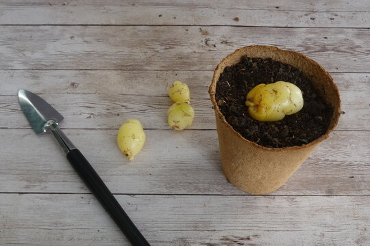 Planting oca root tubers for homegrown organic food