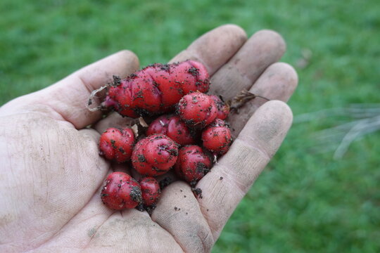 Hand holding freshly harvested oca tubers