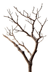 Isolated, bare tree with intricate, branching pattern against a black background