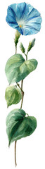 Naklejka premium A vertical watercolor illustration of a blue morning glory flower and green leaves