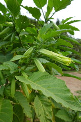 Fototapeta premium Brugmansia angel's trumpet plant showing green leaves and buds blooming