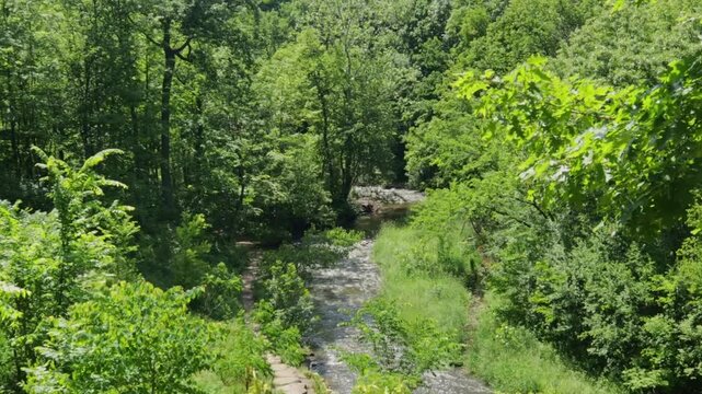 A massive Cicada emergence in a green summer forest. Cicadas fly past the camera and in between the trees. From the simultaneous emergence of Brood X and Brood XIX.