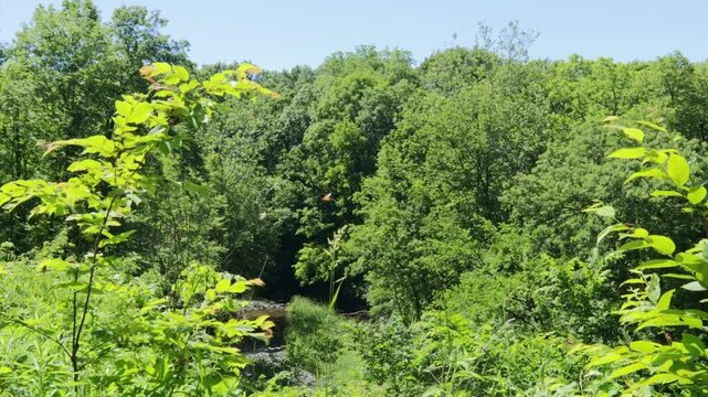 A green summer forest with a massive Brood of Cicada flying past the camera and throughout the woods. From the simultaneous emergence of Brood X and Brood XIX.