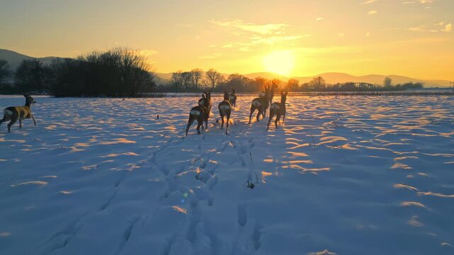 Deer gracefully traverse a snow-covered field at sunset, their silhouettes highlighted against the golden sky, evoking tranquility and natural beauty.