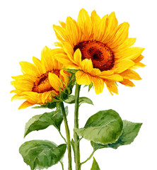Obraz premium Two vibrant sunflowers in full bloom, detailed watercolor style, with green stems and leaves