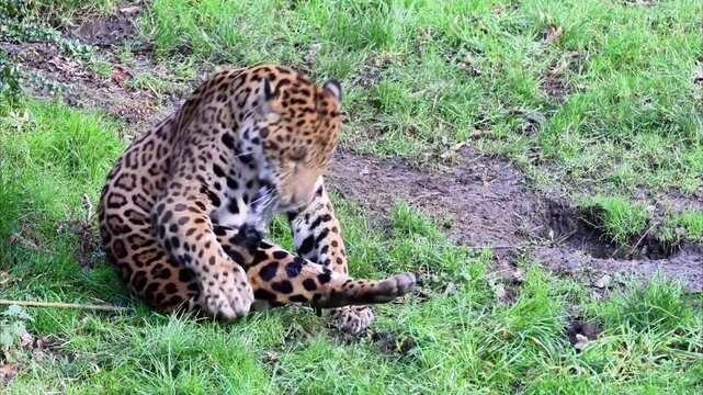 Jaguar (Panthera onca)