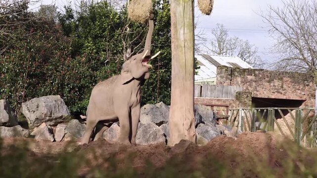 Asian elephant (Elephas maximus indicus)