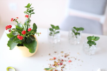 Fototapeta premium Indoor potted red kalanchoe plant with leaves on white table