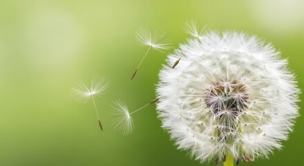 Dandelion flower dispersing seeds on green background
