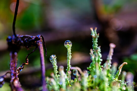 朝露をまとった苔のマクロテクスチャ / Moss with Morning Dew Macro Texture