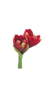 Time lapse of opening Ferrari amaryllis Christmas flower isolated on white background, vertical orientation