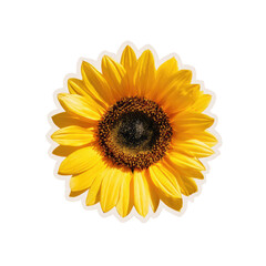 Obraz premium A vibrant, sunny sunflower blooms, cut out against a stark black background