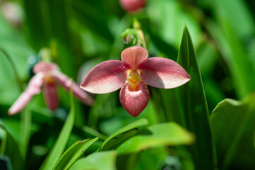Phragmipedium slipper orchid flower with red and pink pouch shaped lip, broad petals and green foliage, tropical orchid photographed outdoors with soft blurred background.