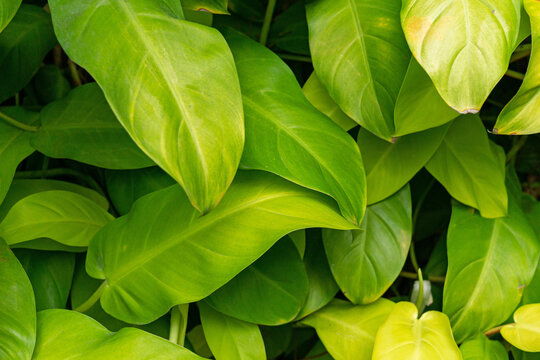 Philodendron 'Lemon Lime' Plant with Bright Green Foliage - Tropical Green Leaves Overlapping Pattern Background