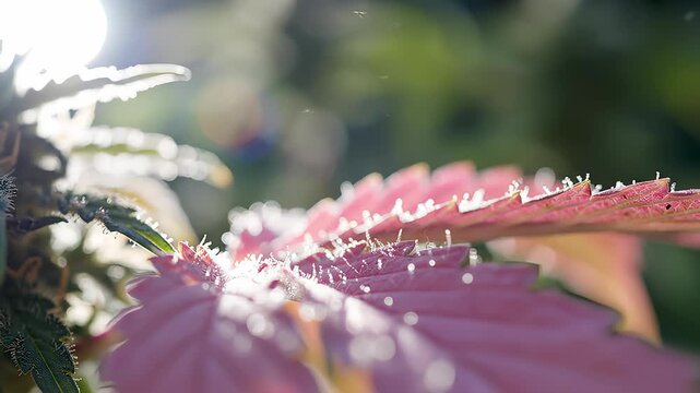 Close Up of Cannabis Plant With Water Droplets Shimmers in Sunlight