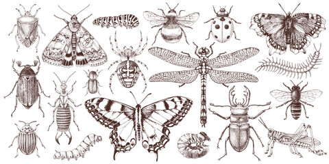 Hand drawn insects collection vector © Marina Gorskaya