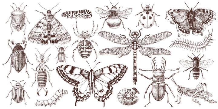 Hand drawn insects collection vector