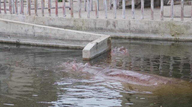 Hippopotamus in a zoo enclosure with a concrete border and a wooden fence in the background