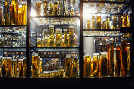 Preserved marine specimens displayed in glass jars filled with yellow fluid create surreal scientific atmosphere. Museum lighting highlights anatomy details and research collection environment