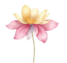 Obraz premium Watercolor illustration of a multi-colored flower with delicate petals and a long stem