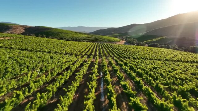 Drone perspective of a lush green vineyard on rolling hills under a bright summer sky during golden hour
