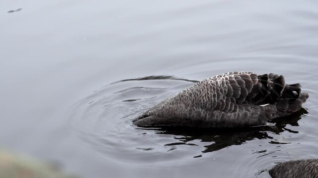 Black swans (Cygnus atratus) feeding in a lake. Graceful waterbirds with bright red beaks and elegantly curved necks.