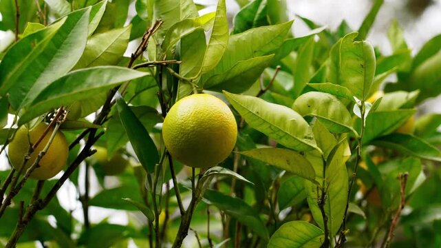 Yellow citrus fruit surrounded by dense foliage on tree in daylight. Vibrant healthy harvest growing in botanical environment