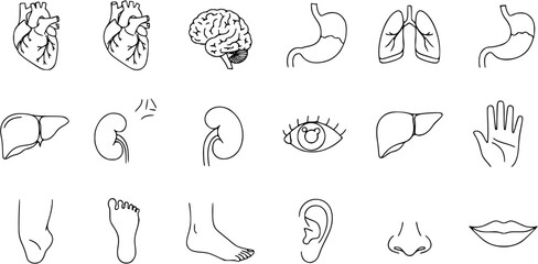 Human Anatomy Line Art Icons: Organs, Body Parts, Brain, Heart, Lungs, Eye, Hand