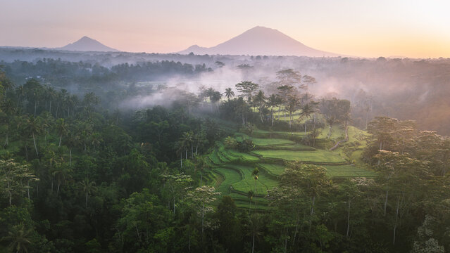 Aerial view of terraced rice paddies nestled among the verdant jungle, shrouded in mist with mountains in the distance, Tampaksiring, Bali, Indonesia.
