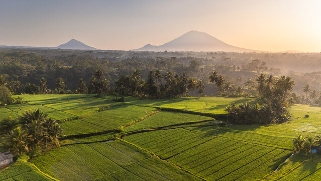Aerial view of rice paddies basking in the golden light, with distant mountains piercing the horizon, Ubud, Bali, Indonesia.