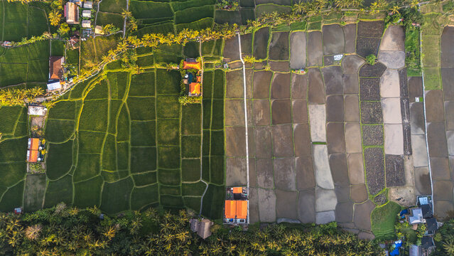 Aerial view of the vivid, patchwork rice paddies contrasting lush greens with flooded fields near Jalan Pertiwi Brata, Tampaksiring, Bali, Indonesia.