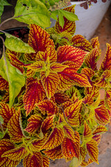Fototapeta premium Bright red and yellow leaves of coleus plants create a stunning display in a lush garden setting