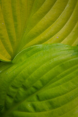 Obraz premium Two lush green leaves lie close together, revealing intricate patterns and a vibrant freshness