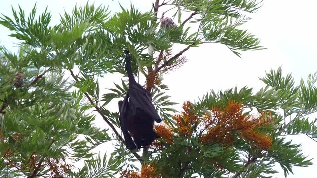 A black flying fox (Pteropus alecto) hanging upside down in a silky oak tree, actively feeding on the nectar of the flowers, close up shot.