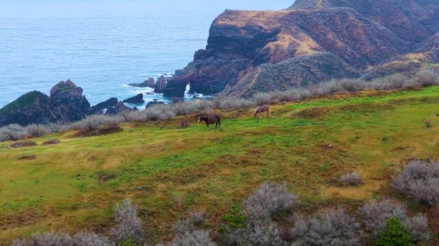 Aerial Zoom Out Reveals Kuniga and Matengai Cliff with Wild Horses of Oki Island