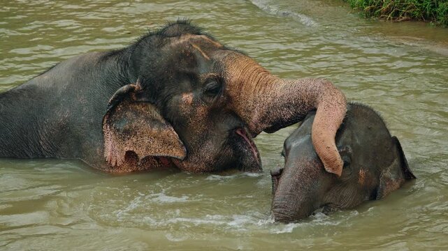 Two Asian elephants gently touching trunks while bathing together in a calm river environment, showing peaceful social bonding in a natural wildlife setting