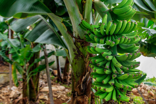 Banana plantation in Madeira island, Portugal
