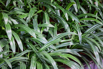 Fototapeta premium Dense, vibrant collection of tropical foliage. The long, sword-shaped leaves overlap to create a rich, green view.