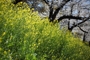 川沿いのセイヨウカラシナとサクラ