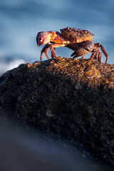 Fototapeta premium A detailed close-up of a brownish-red crab perched on a wet, barnacle-covered rock, with a blurred blue sea in the background. Natural coastal wildlife scene, rugged and vibrant.