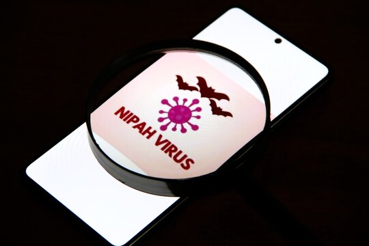 V&iacute;rus Nipah - Nipah henipavirus - V&iacute;rus transmitido por morcegos. A infec&ccedil;&atilde;o pelo v&iacute;rus Nipah pode provocar desde s&iacute;ndromes respirat&oacute;rias agudas a encefalites mortais.