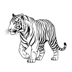Detailed Line Art Illustration of a Walking Tiger