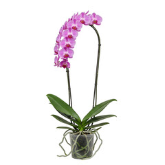 Obraz premium Elegant pink orchid plant with vibrant blooms in a clear pot isolated on transparent background