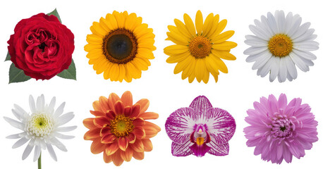 Colorful flowers rose sunflower isolated on a transparent background