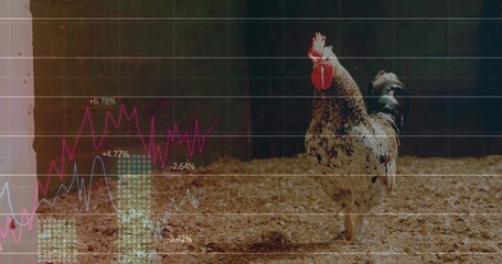Standing speckled rooster showing red comb, wattles on bedding in pen, with line charts, copy space