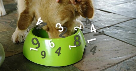 Eating golden dog lowering head into bright green bowl on dark tiles, hand resting, numeric overlay